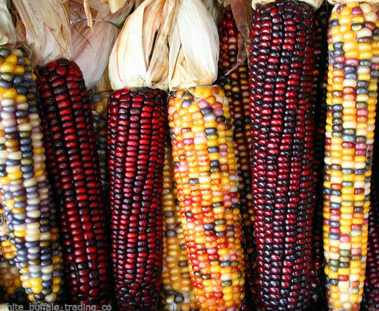 Indian Corn Seed
 50 USDA Organic Painted Mountain Indian Corn seeds