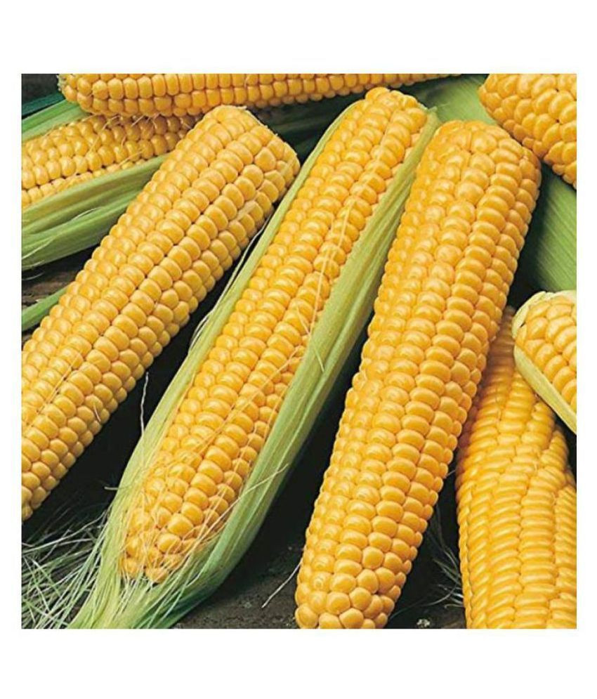 Indian Corn Seed
 AM INDIAN SWEET CORN SEEDS 1 KG 4000 SEEDS Buy AM INDIAN