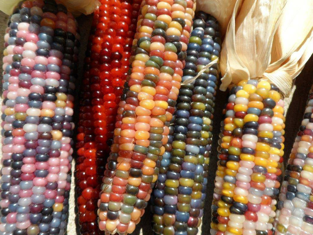 Indian Corn Seed
 Cherokee Glass Gem Indian Corn 50 Seeds Non GMO Heirloom