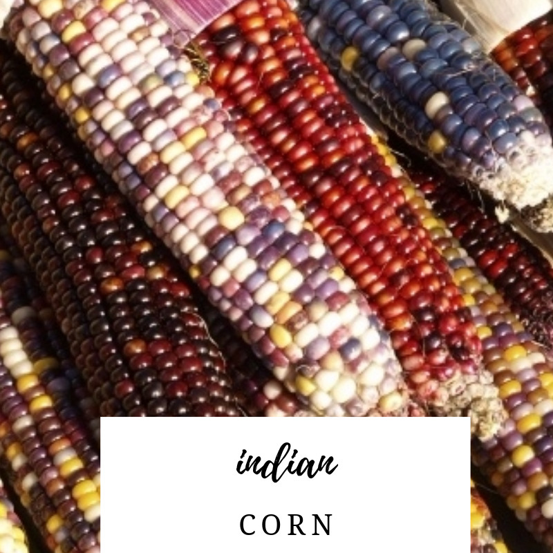 Indian Corn Seed
 Indian Corn Seeds Heirloom Corn Seed