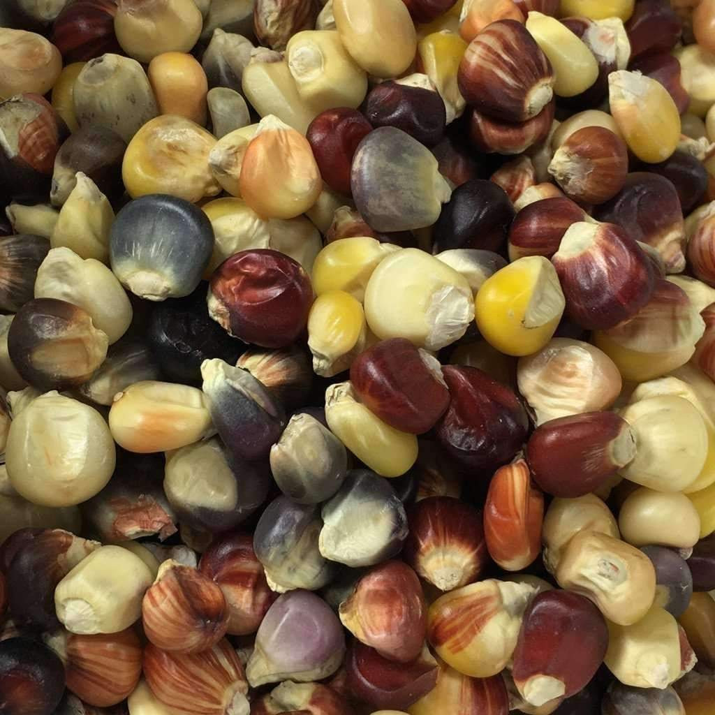 Indian Corn Seed
 Seeds for Indian Flint Corn Zea mays