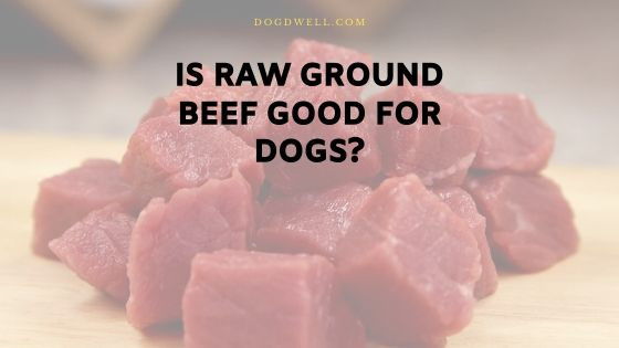Is Ground Beef Good For Dogs
 Is Raw Ground Beef Good for Dogs Dog Dwell
