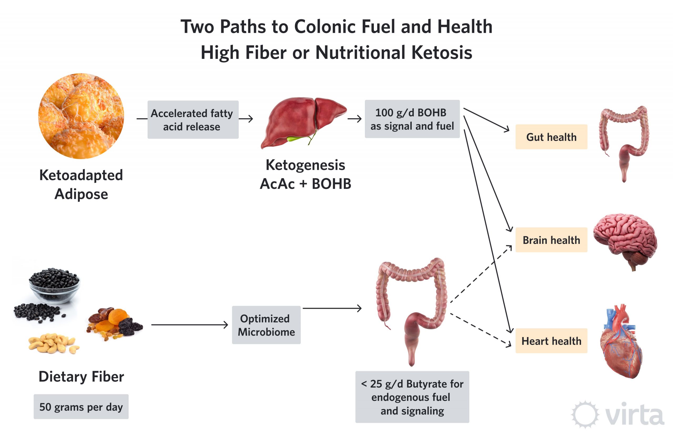 Keto Diet And Fiber
 Fiber and Colon Health A Well Formulated Ketogenic Diet
