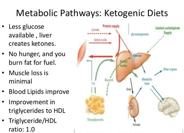 Keto Diet And Heart Disease
 What kind of dishes would you suggest for a ketogenic t