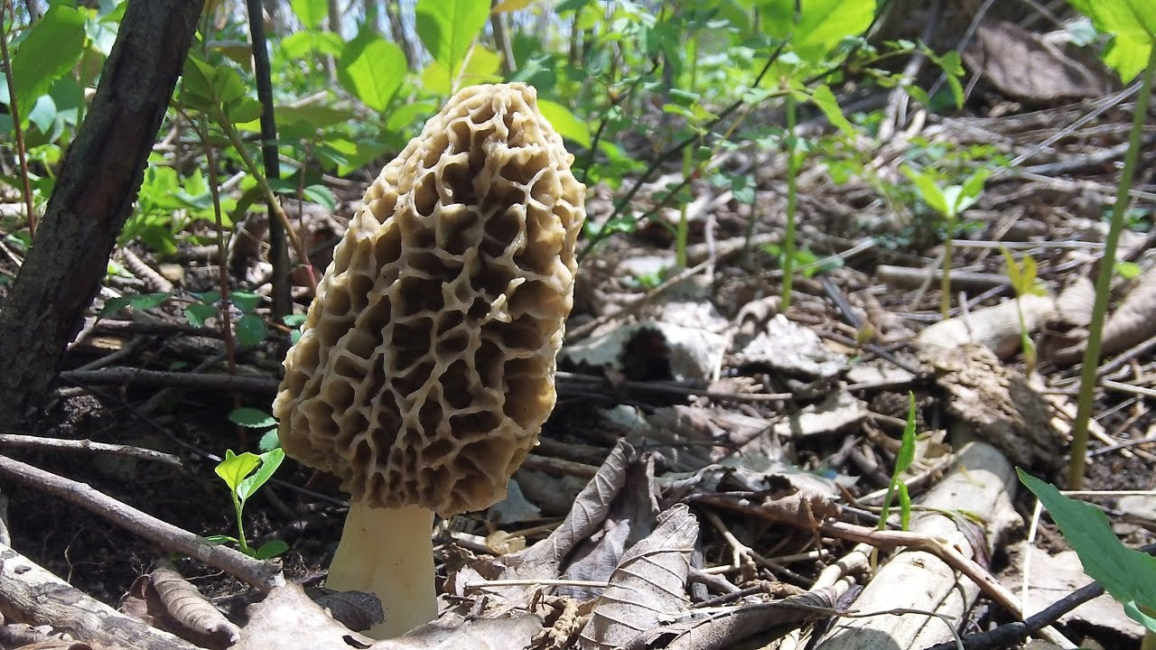 Morel Mushrooms Season
 How To Find Morel Mushrooms Early Season in Michigan
