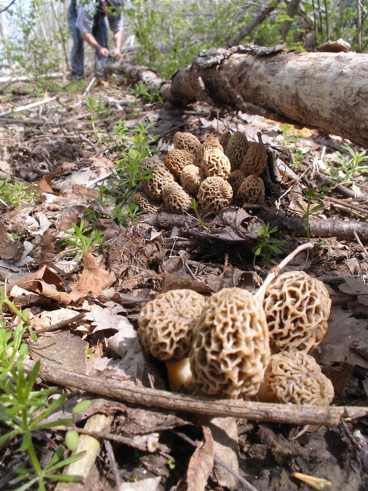Morel Mushrooms Season
 Mid Missouri Morels and Mushrooms Morel Hunting and