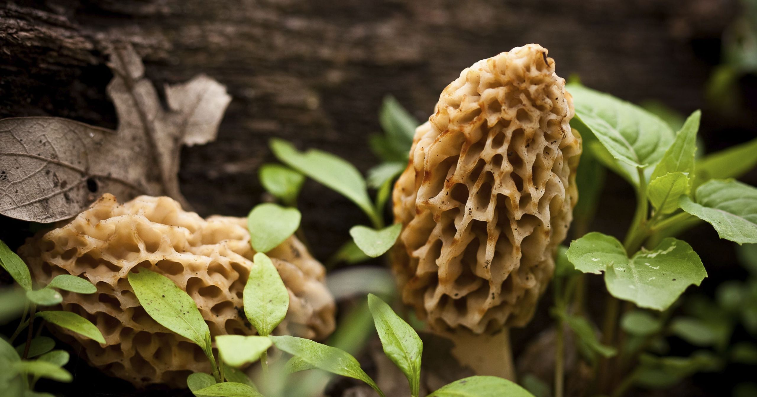 Morel Mushrooms Season
 Morel mushroom season has arrived Here s what you need to