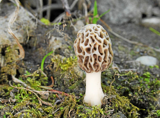 Morel Mushrooms Season
 Morel mushroom season What to know News