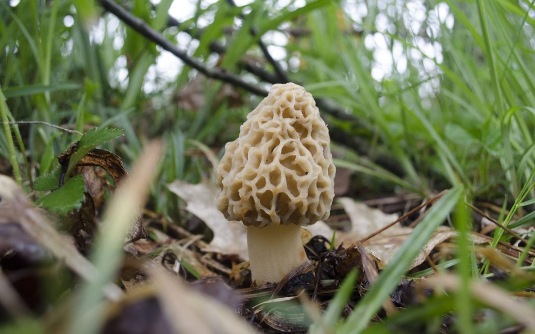 Morel Mushrooms Season
 Morel Season in the Pennsylvania Great Outdoors