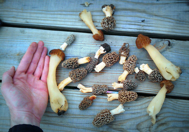 Morel Mushrooms Season
 5 Signs it s Morel Mushroom Season in Indiana