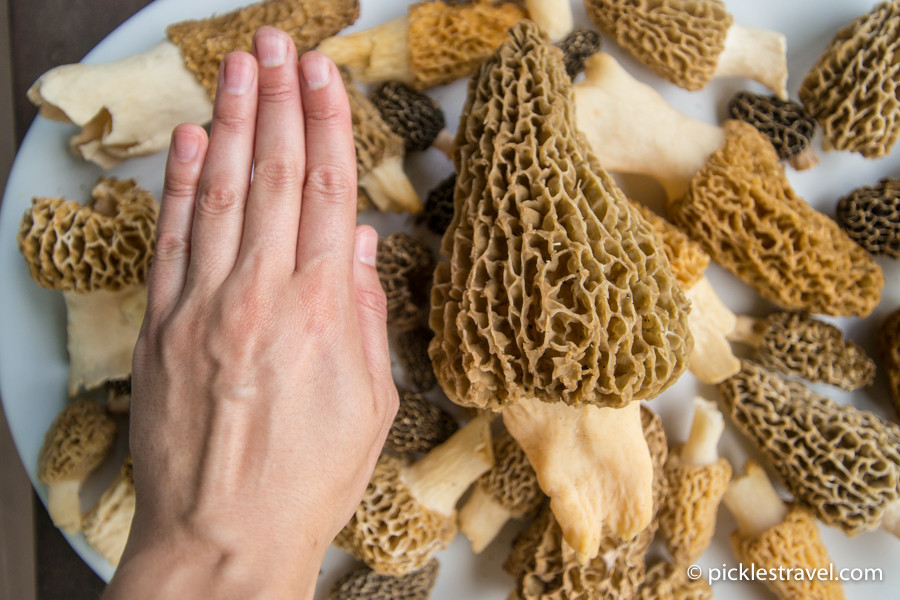 Morel Mushrooms Season
 Guide to Hunting Morel Mushrooms