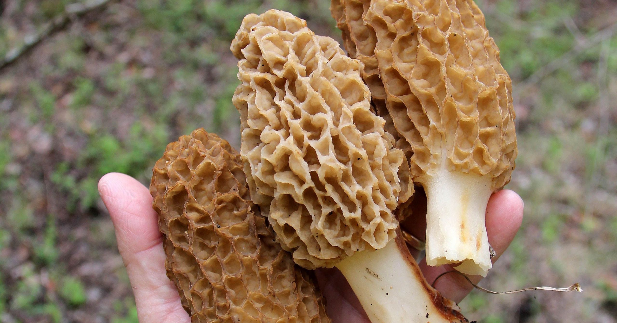 Morel Mushrooms Season
 Mushroom hunter Perfect weather for morels means epic