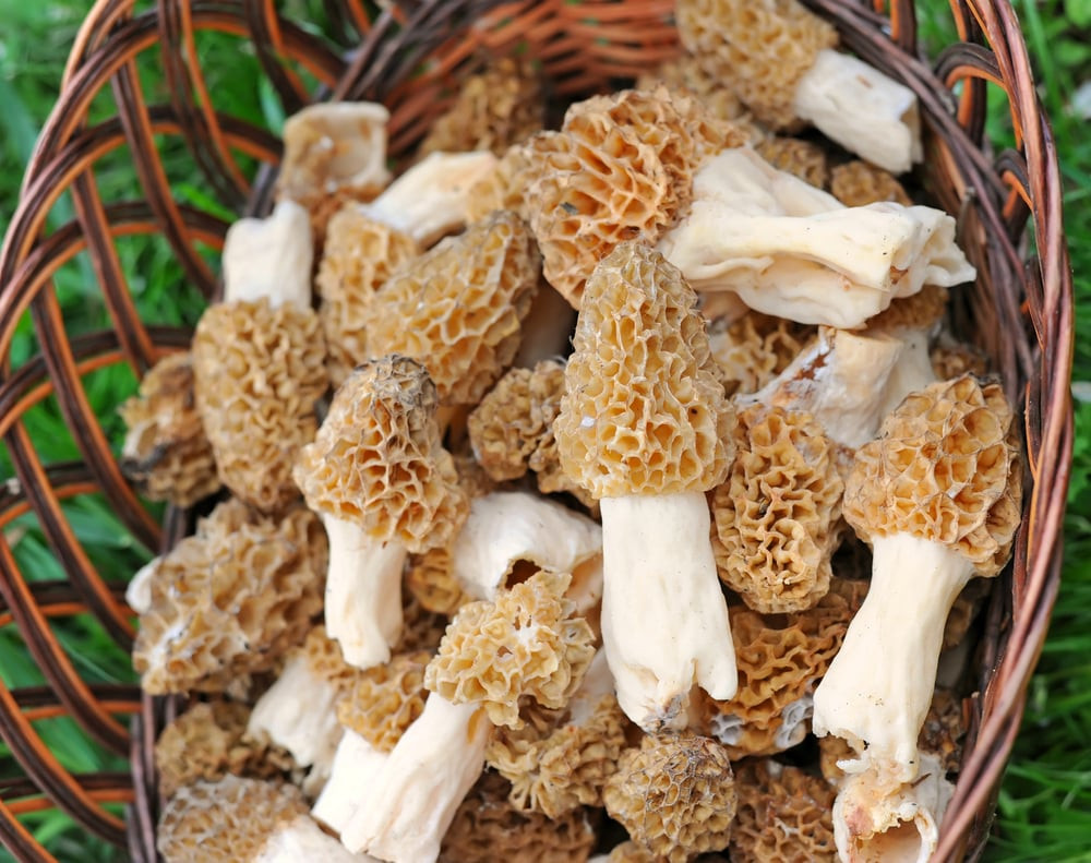 Morel Mushrooms Season
 Morel Mushrooms Produce in Season