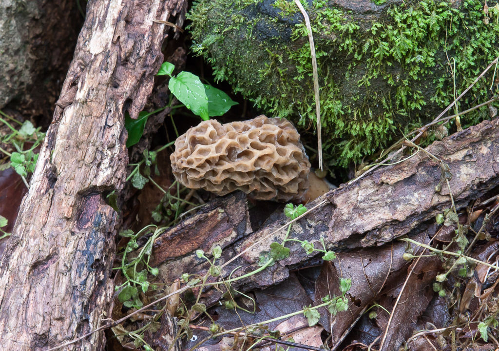 Morel Mushrooms Season
 Morel season just starting in Pennsylvania