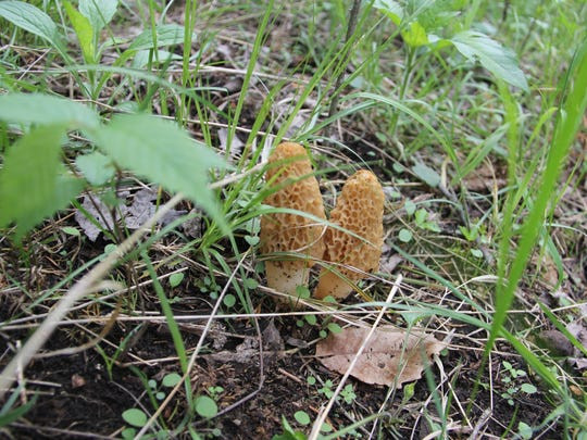 Morel Mushrooms Season
 Mushroom hunter Perfect weather for morels means epic