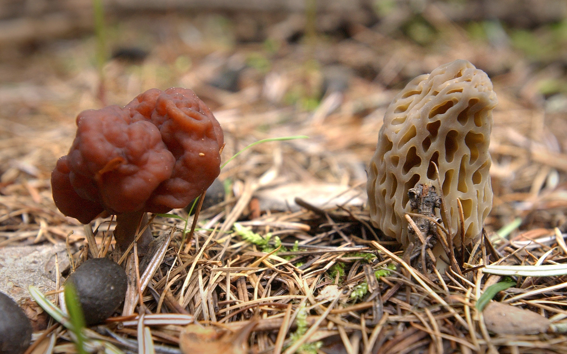 Morel Mushrooms Season
 Mushroom season nears officials offer advice for hunters