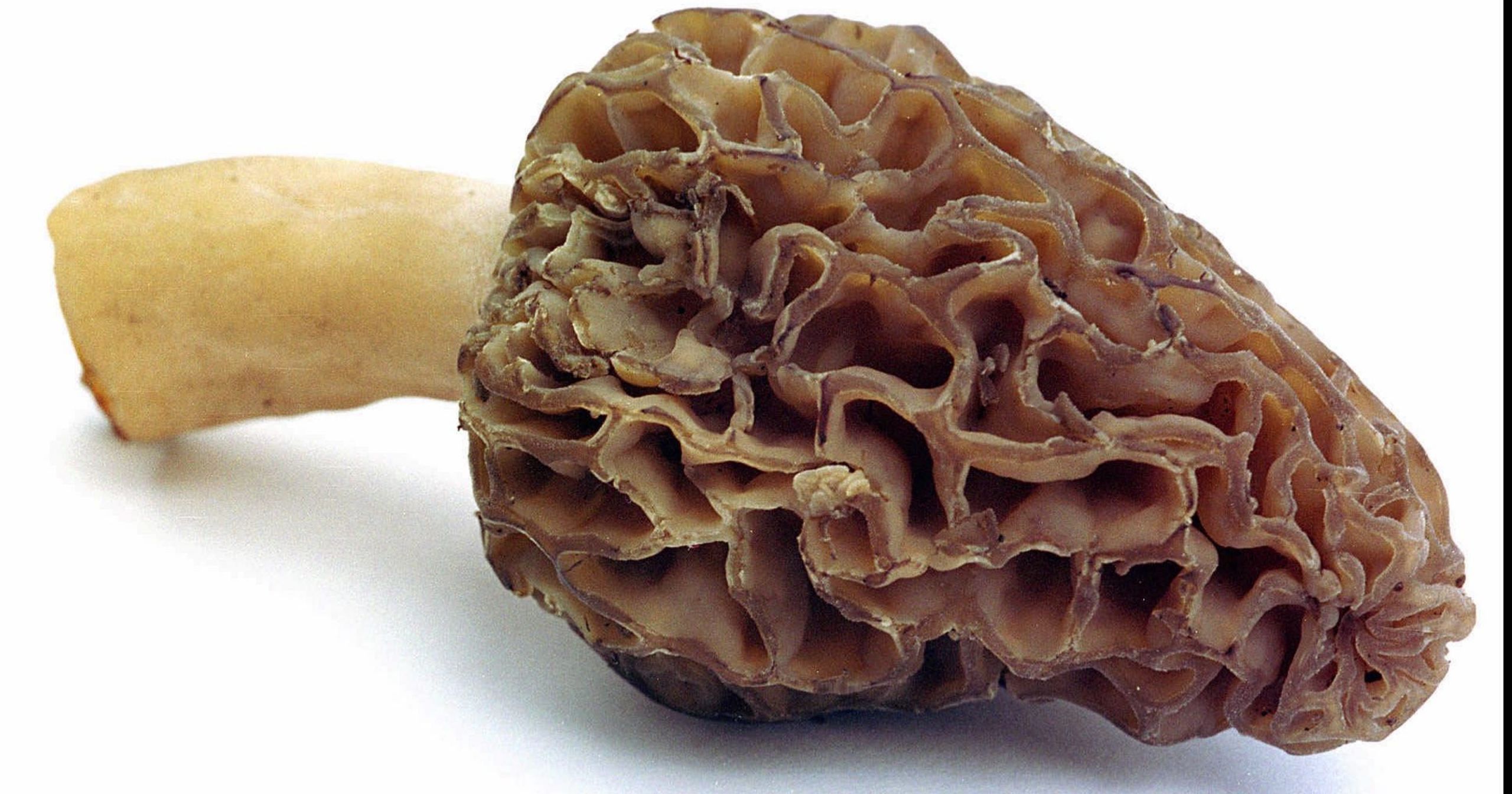 Morel Mushrooms Season
 It s Morel mushroom hunting season in Indiana