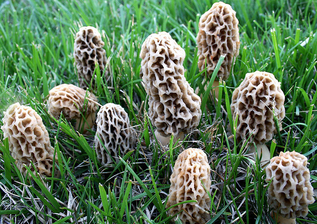 Morel Mushrooms Season
 Morel Mushrooms The New Gold Rush – The Siskiyou
