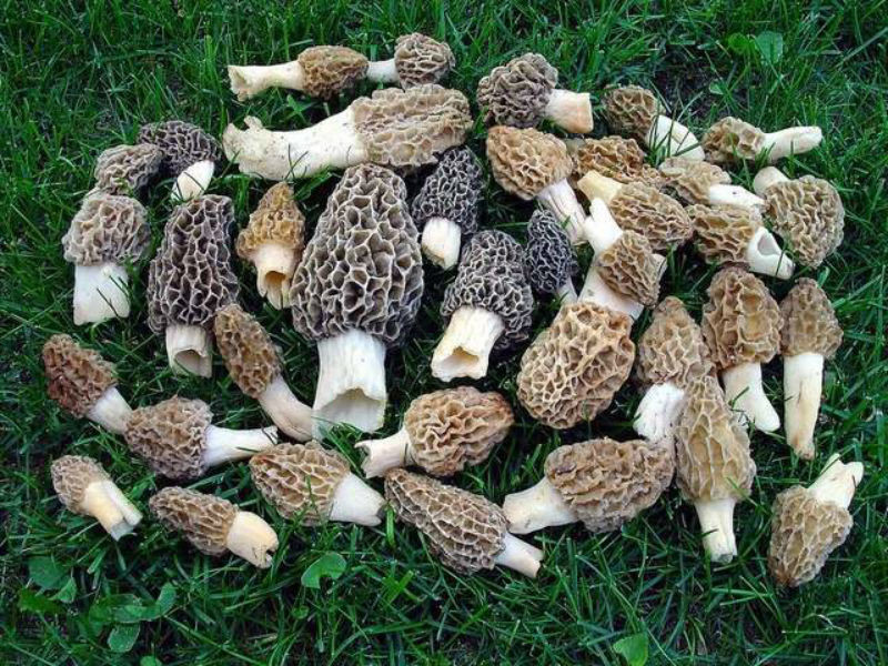Morel Mushrooms Season
 Top 10 Tips for Finding Morel Mushrooms