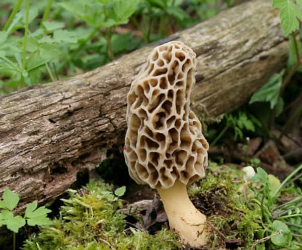 Morel Mushrooms Season
 Morel Mushroom Season Is Now Underway