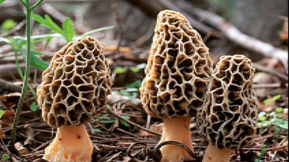 Morel Mushrooms Season
 Time for Shroomers to seek morel mushrooms