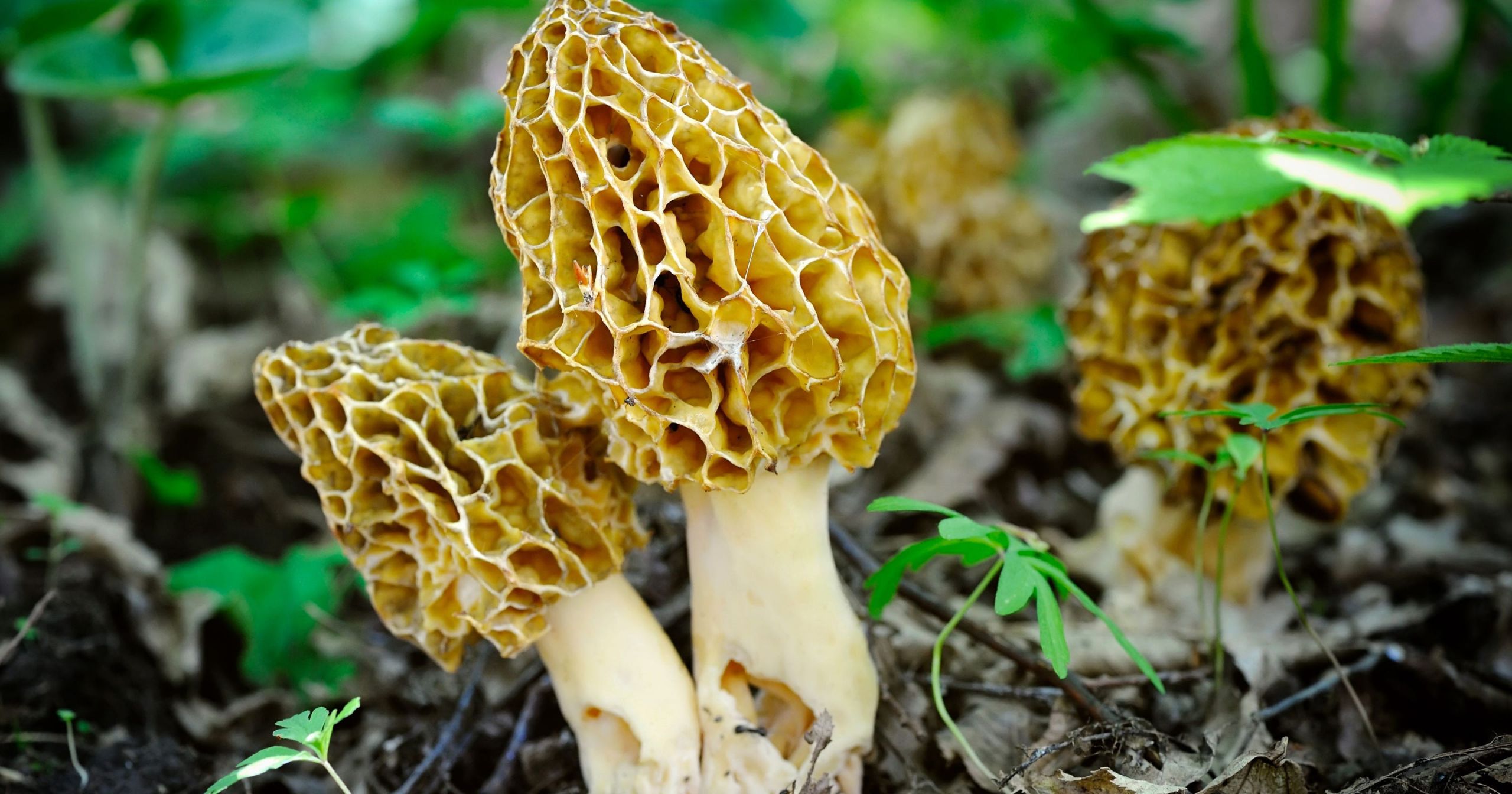 Morel Mushrooms Season
 Tips for wrapping up morel mushroom season in Johnson County