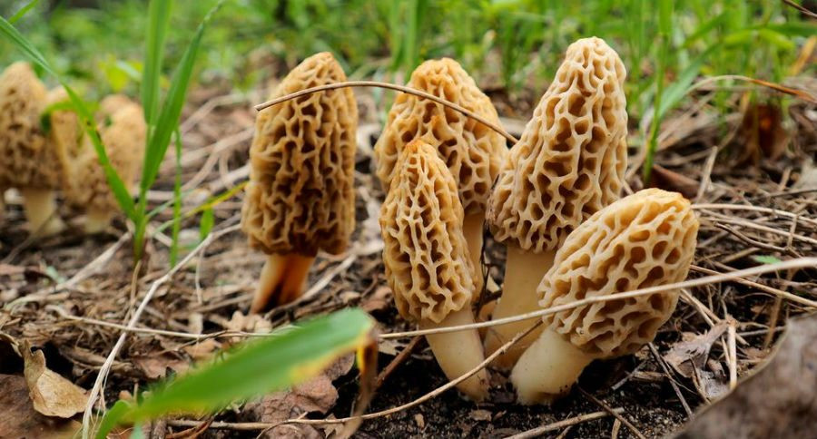 Morel Mushrooms Season
 The 10 Best Places to Find Morel Mushrooms