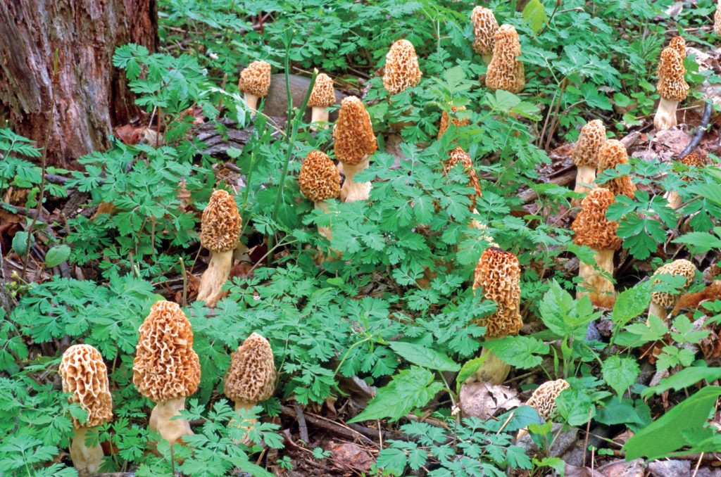 Morel Mushrooms Season
 It s Morel Season from Good Mushroom Bad Mushroom
