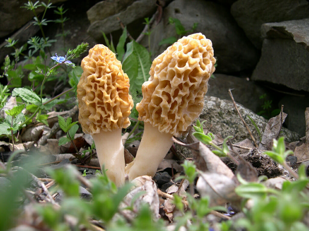 Photos Of Morel Mushrooms
 3 Medicinal Mushrooms Anyone Can Find f The Grid News