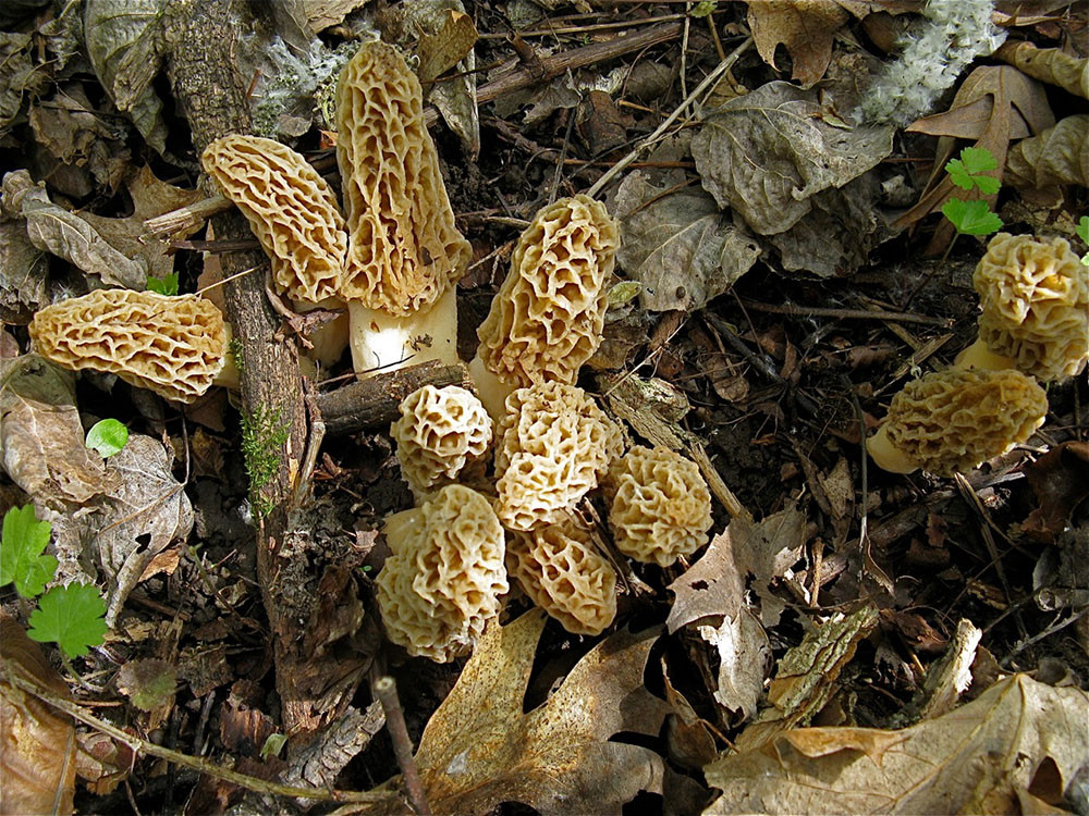 Photos Of Morel Mushrooms
 Harvesting Wild Morel Mushrooms Outdoornews
