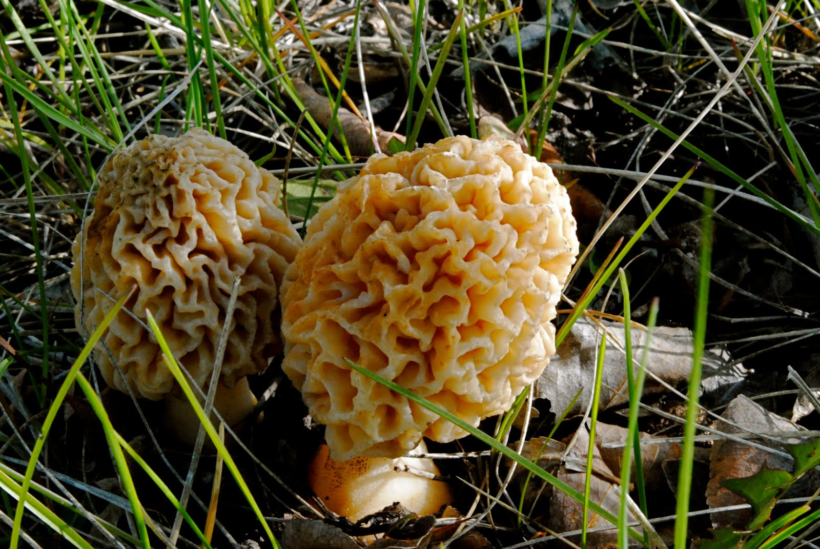 Photos Of Morel Mushrooms
 Make Delicious Happen Wild Morel Mushrooms