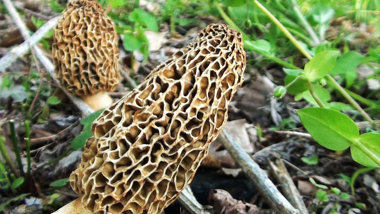 Photos Of Morel Mushrooms
 Morel Mushroom Hunting 2013