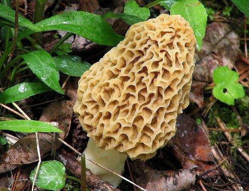 Photos Of Morel Mushrooms
 Weather s not cooperating this morel mushroom season