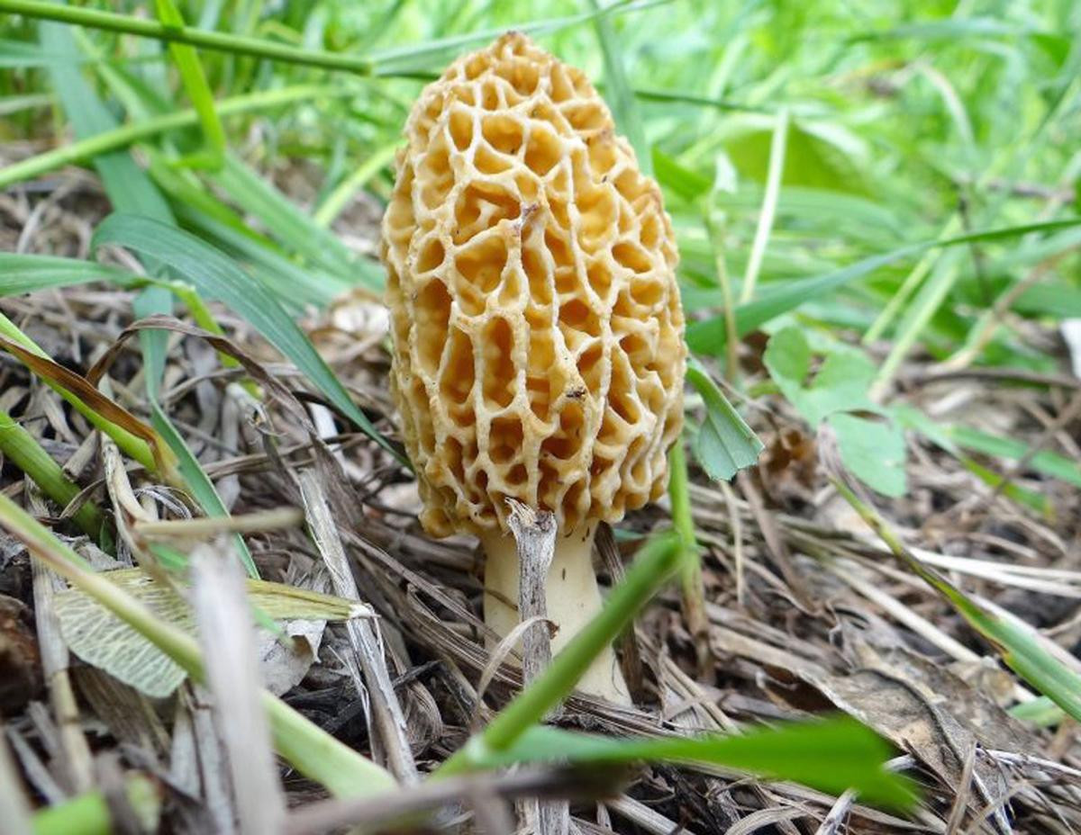 Photos Of Morel Mushrooms
 Morel mushroom hunting right around the corner