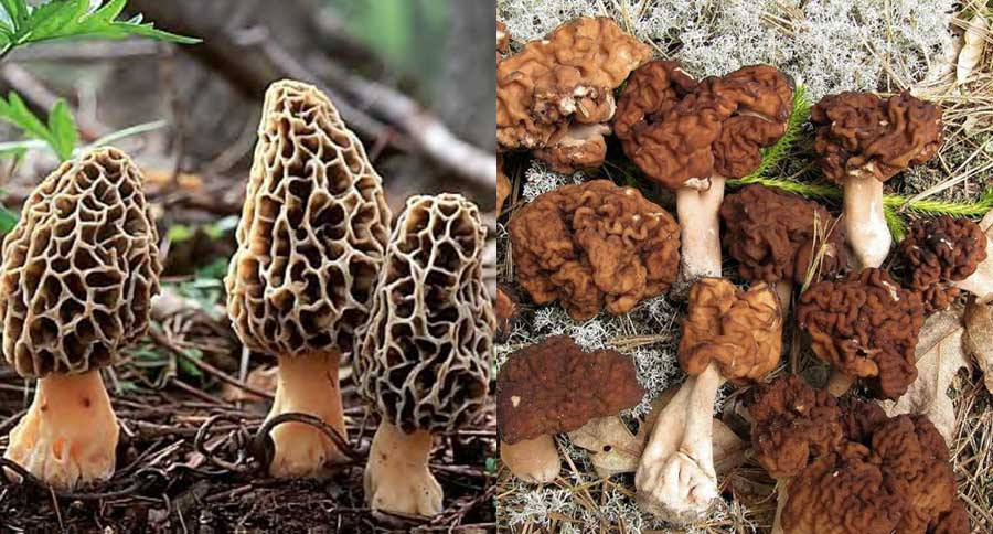 Photos Of Morel Mushrooms
 Real Vs False Morel Mushroom Wide Open Spaces