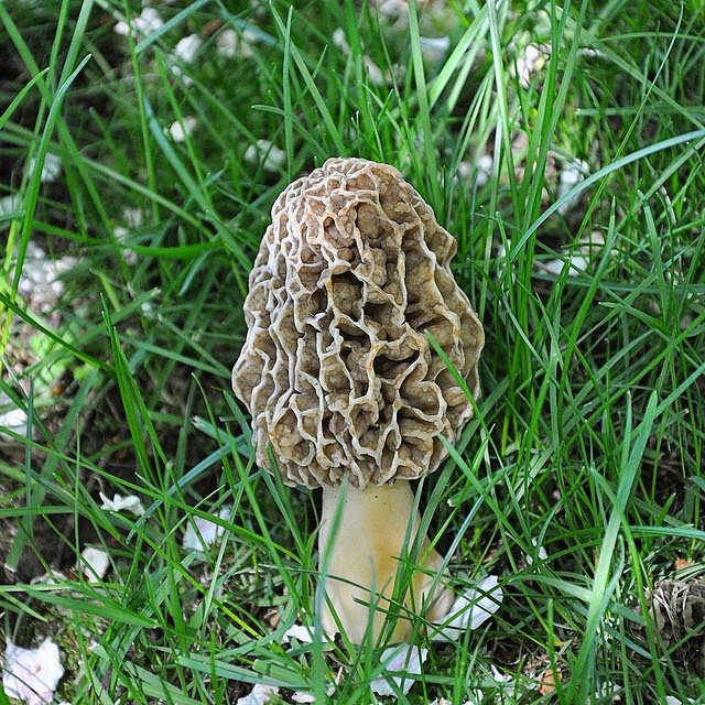 Photos Of Morel Mushrooms
 Morel Mushroom Hunting Guide Morel Mushrooms A Great