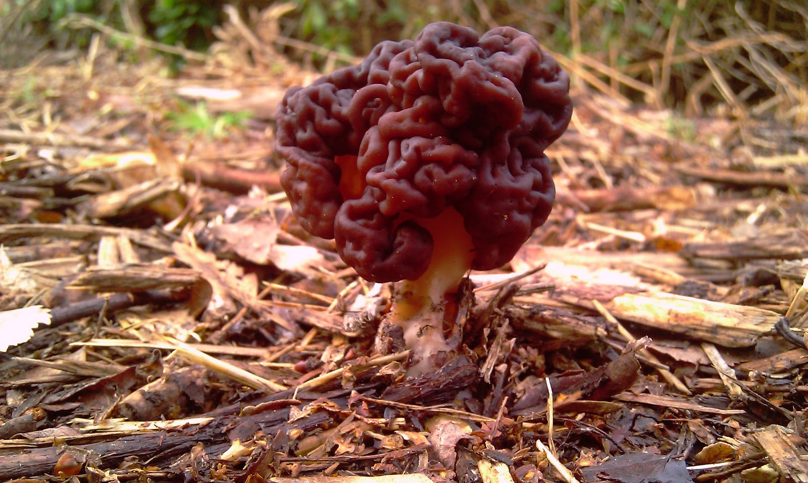 Photos Of Morel Mushrooms
 Morel Mushroom Hunting Tips