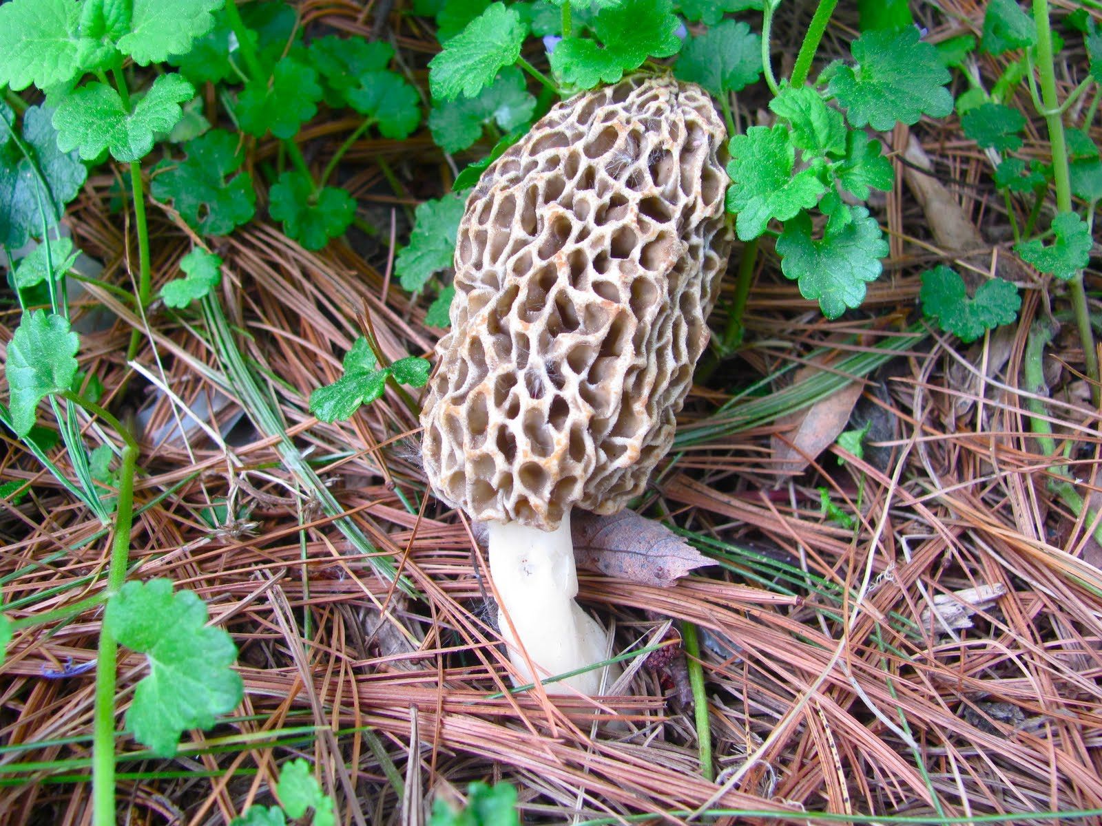 Photos Of Morel Mushrooms
 A Slice of Earthly Delight Backyard Morel Mushrooms