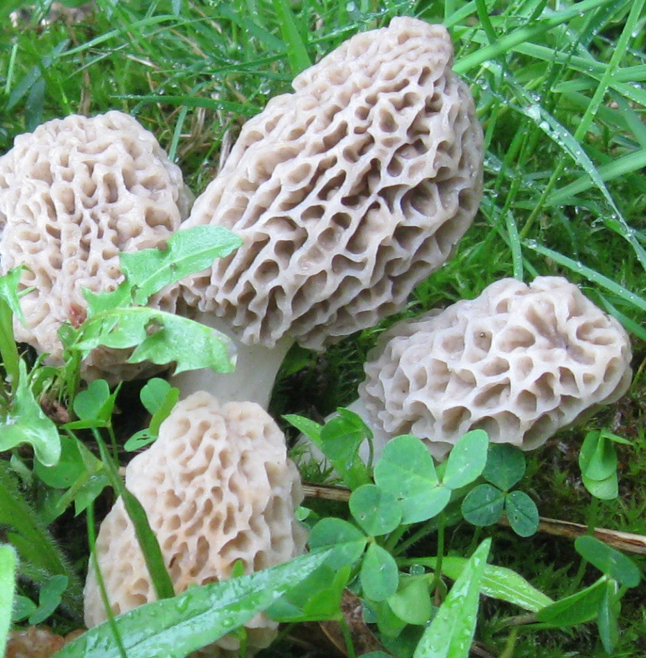 Photos Of Morel Mushrooms
 Foraging Morel Mushrooms How to Find Identify Preserve