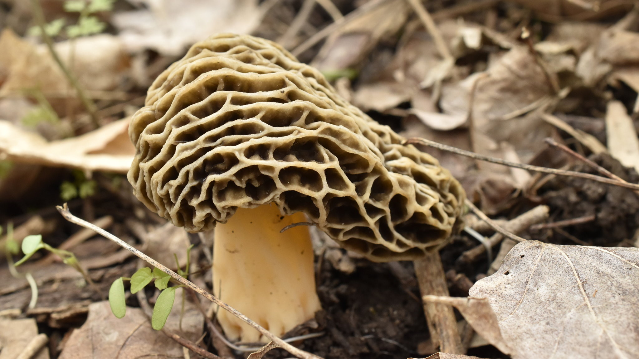 Photos Of Morel Mushrooms
 the Hunt for Tasty Morel Mushrooms The New York Times