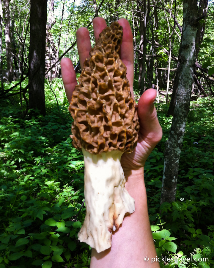 Photos Of Morel Mushrooms
 Guide to Hunting Morel Mushrooms