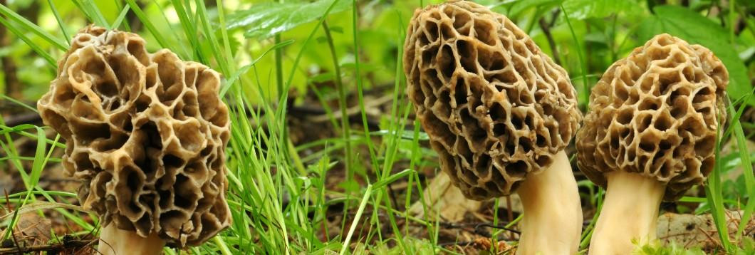 Photos Of Morel Mushrooms
 Morel Mushroom Hunting Tips and Tricks
