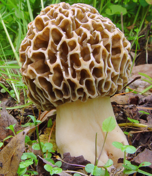 Photos Of Morel Mushrooms
 Mushroom Identification Whats the difference between