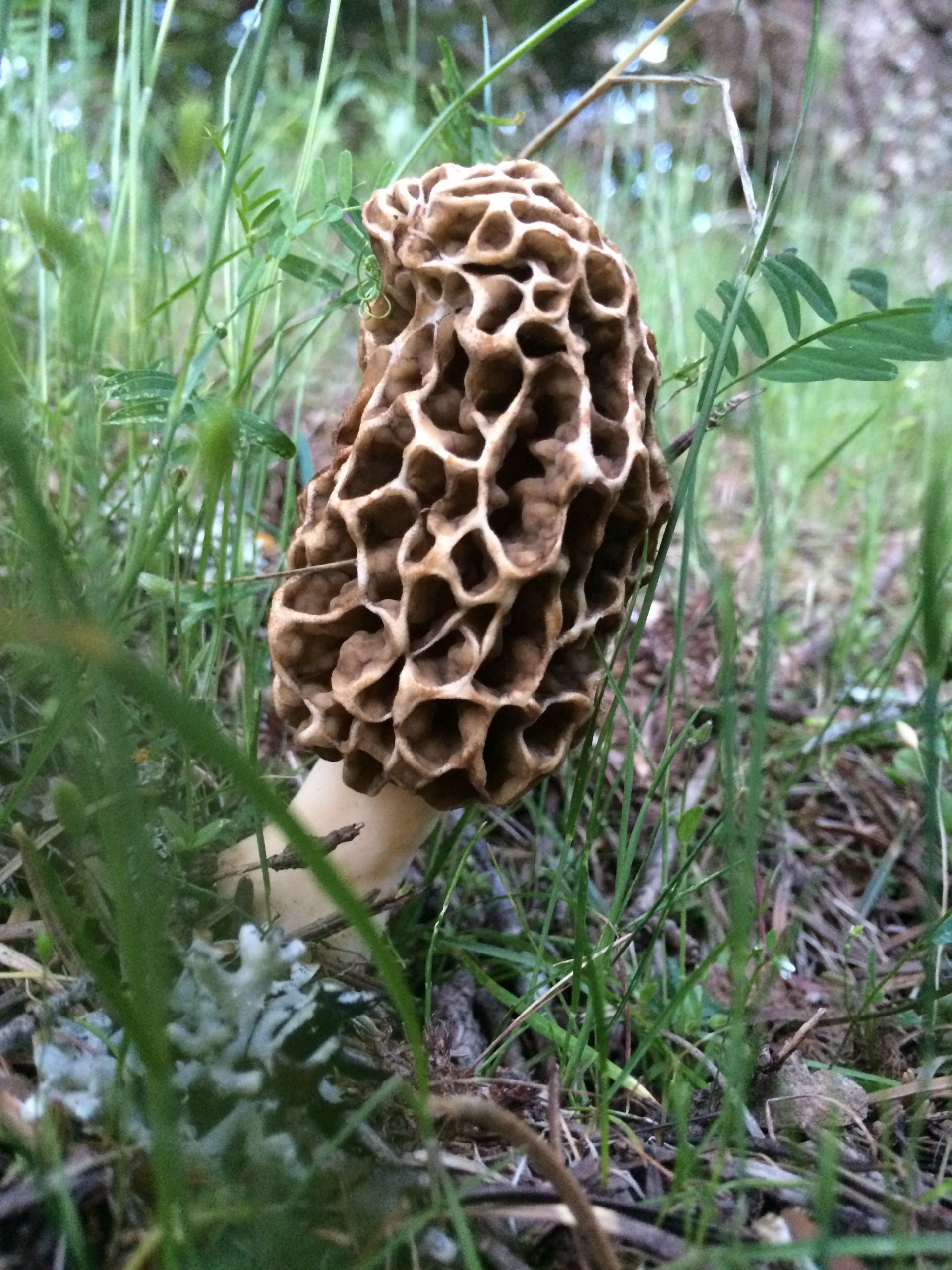 Photos Of Morel Mushrooms
 The Morel Mushroom Yellow Elanor