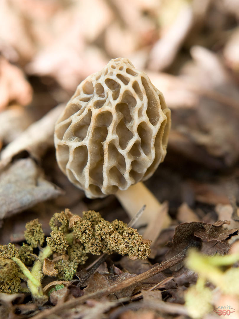 Photos Of Morel Mushrooms
 Morel Mushroom
