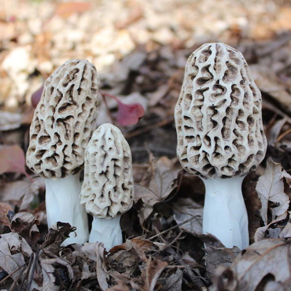 Photos Of Morel Mushrooms
 Morel Mushrooms For Landscape Morel Mushroom Gear