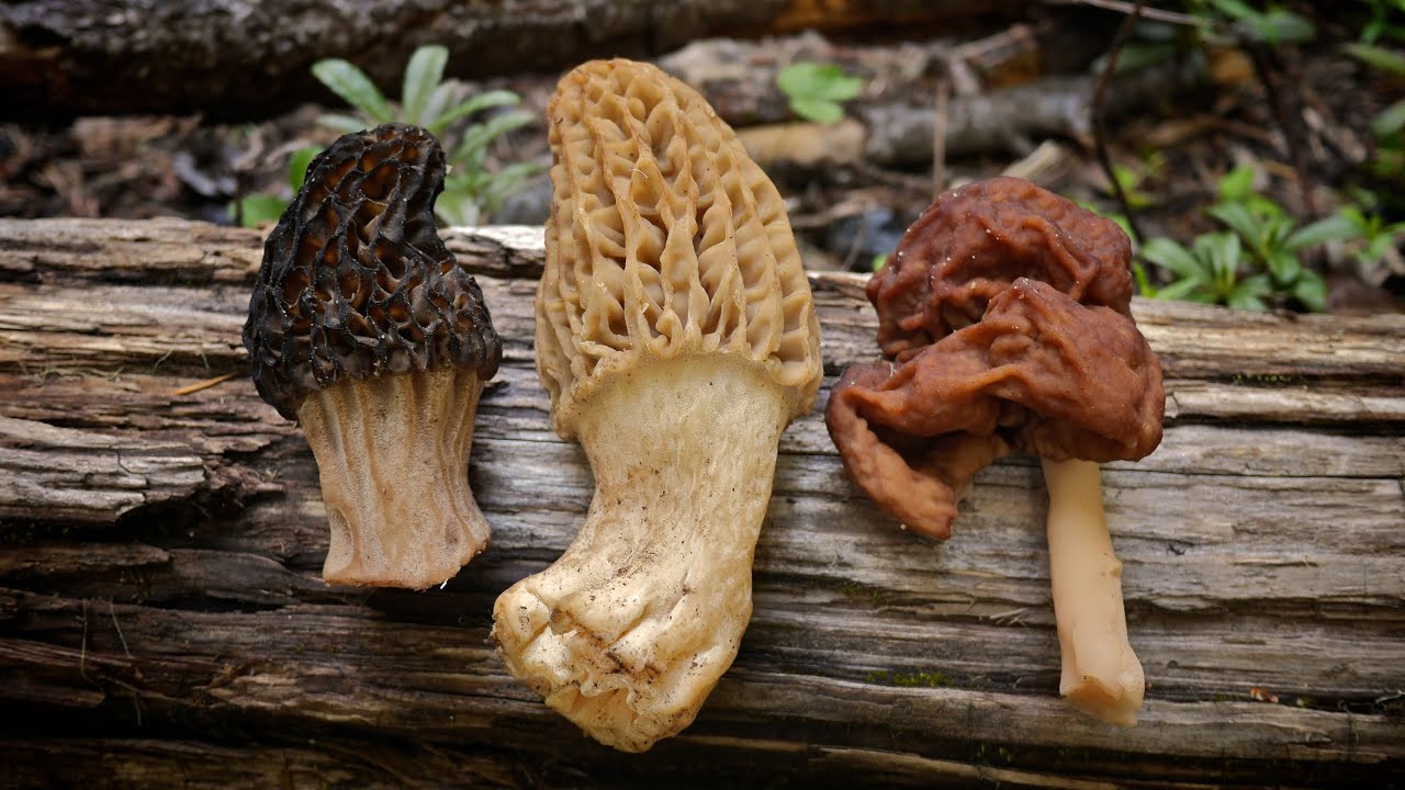 Photos Of Morel Mushrooms
 Morel Mushrooms 101 How to Safely Identify and Harvest