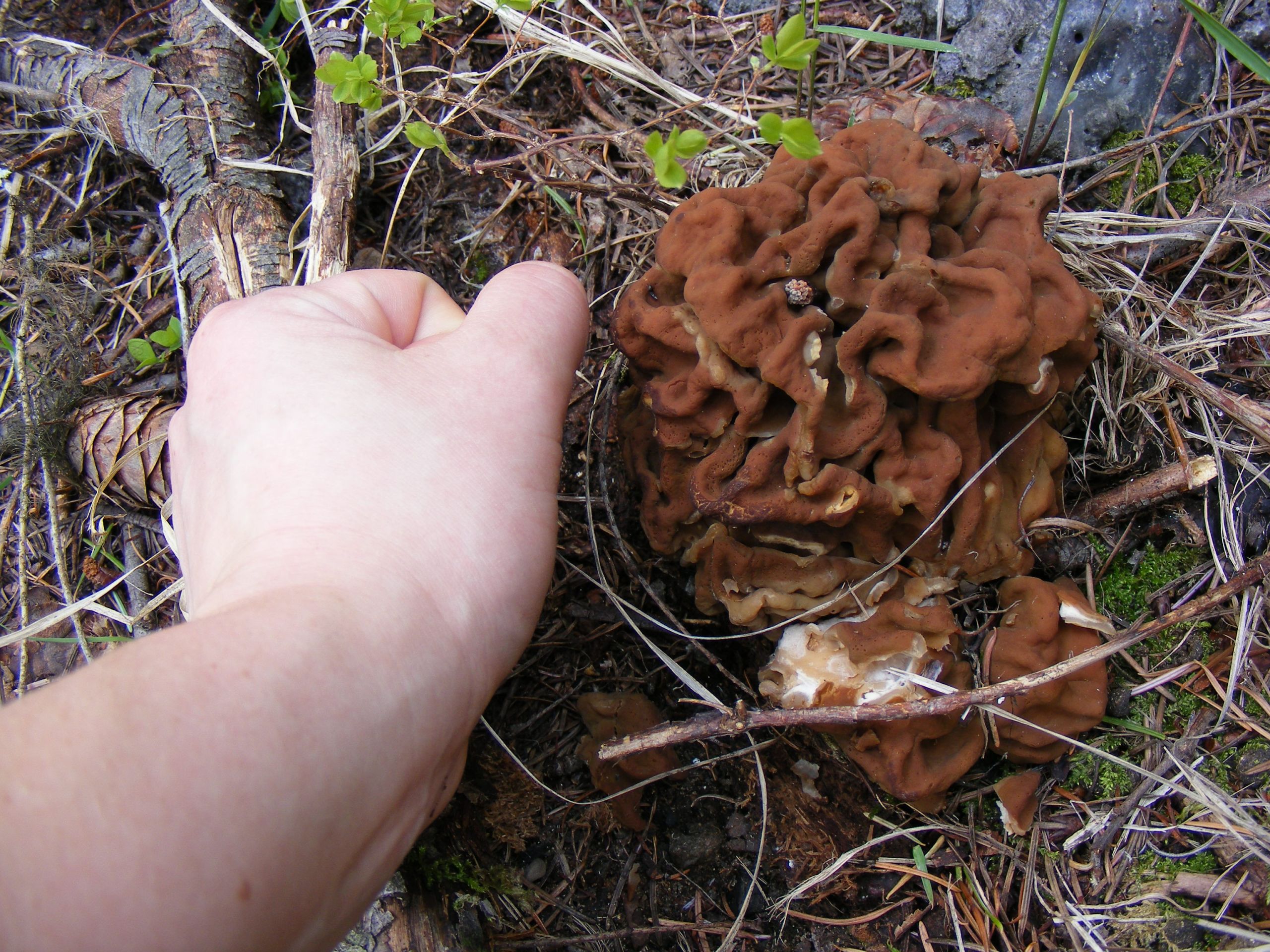 Photos Of Morel Mushrooms
 Morel Mushrooms in May