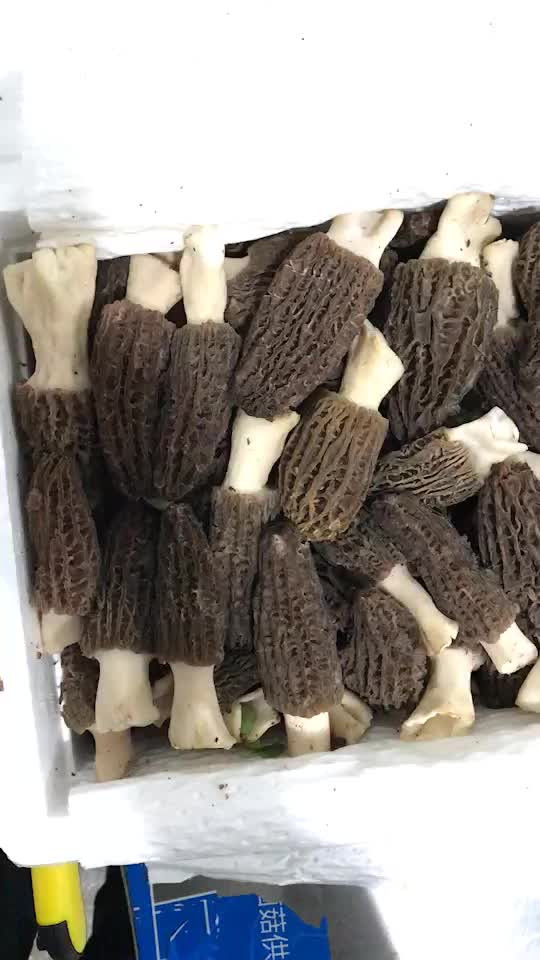 Price Of Morel Mushrooms
 Detan Fresh Morel Mushroom Export Price Buy Mushroom