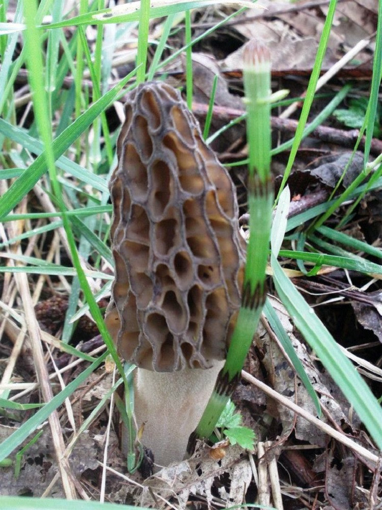 Price Of Morel Mushrooms
 Fresh Morel Mushrooms – Wild Choice Edibles